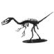 Дромеозавр | Dromaeosaur Fridolin 3D модель 11647 фото 2