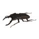 Жук | Beetle Fridolin 3D модель 11606 фото 2